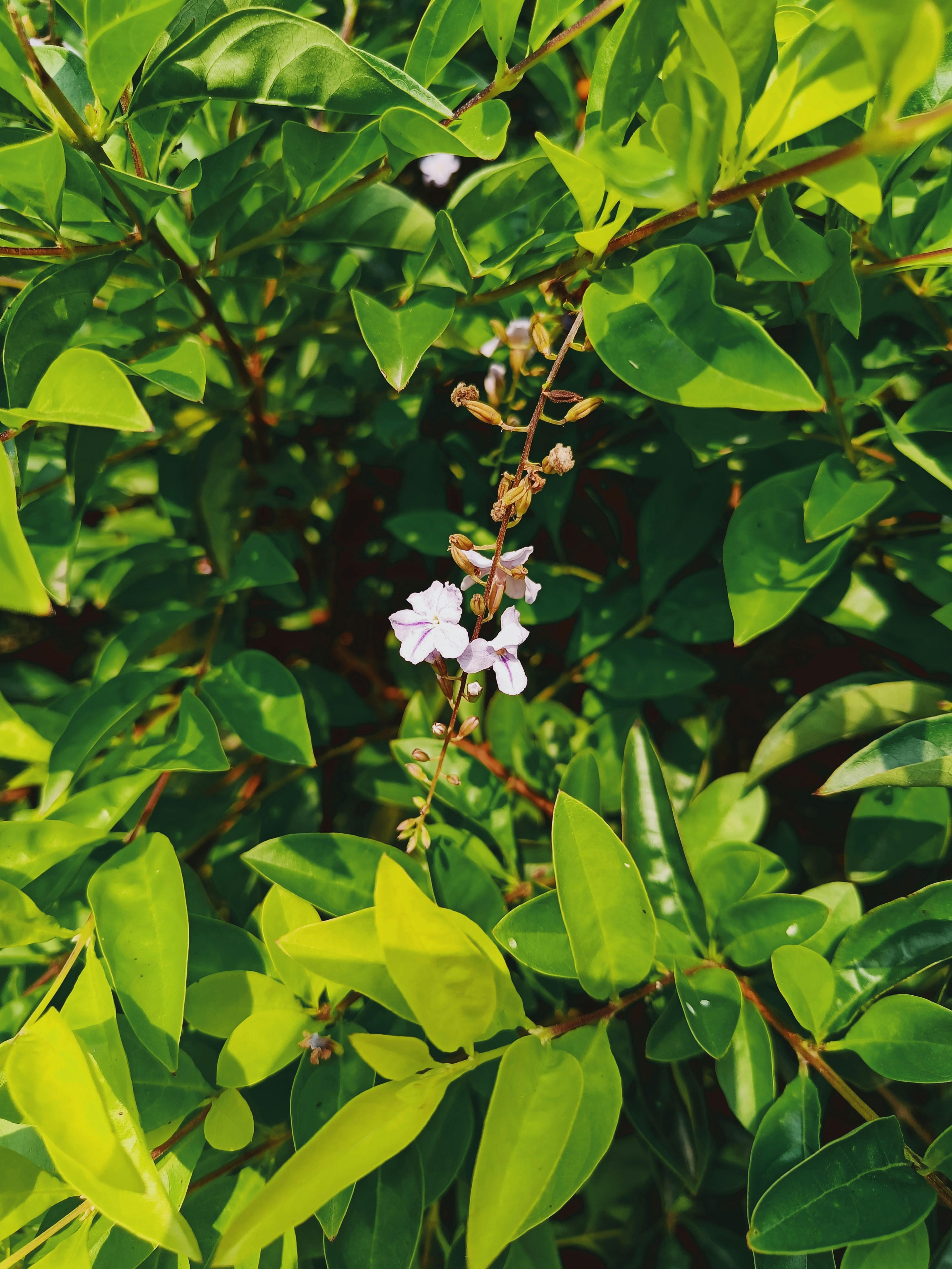 Un primer plano de una flor