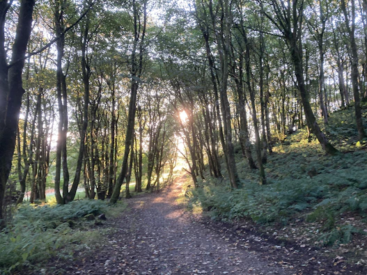 a dirt road in a forest
