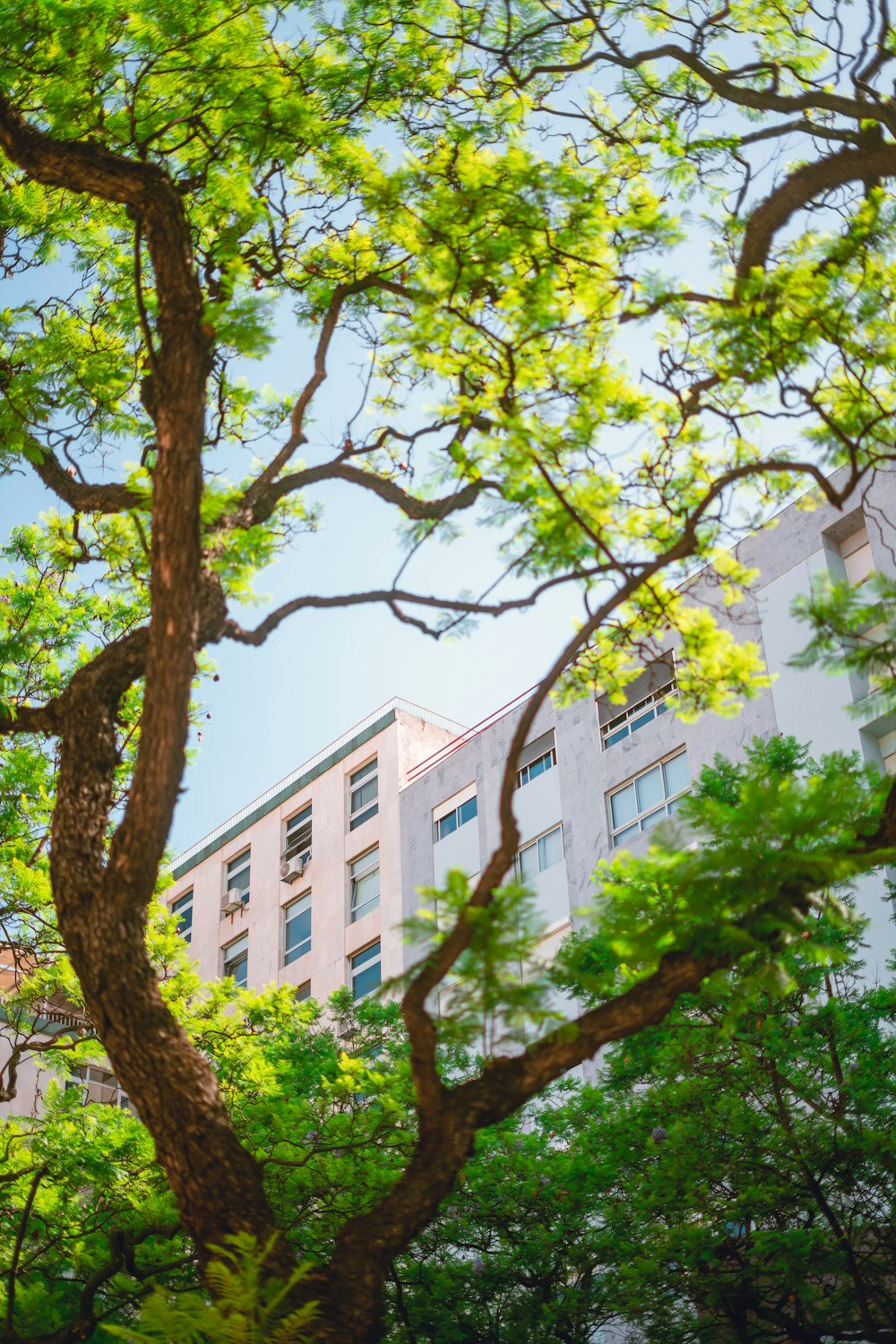 a building behind trees