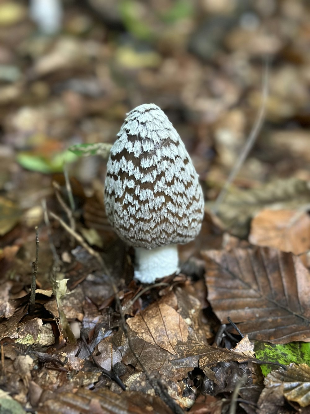 a mushroom growing in the ground