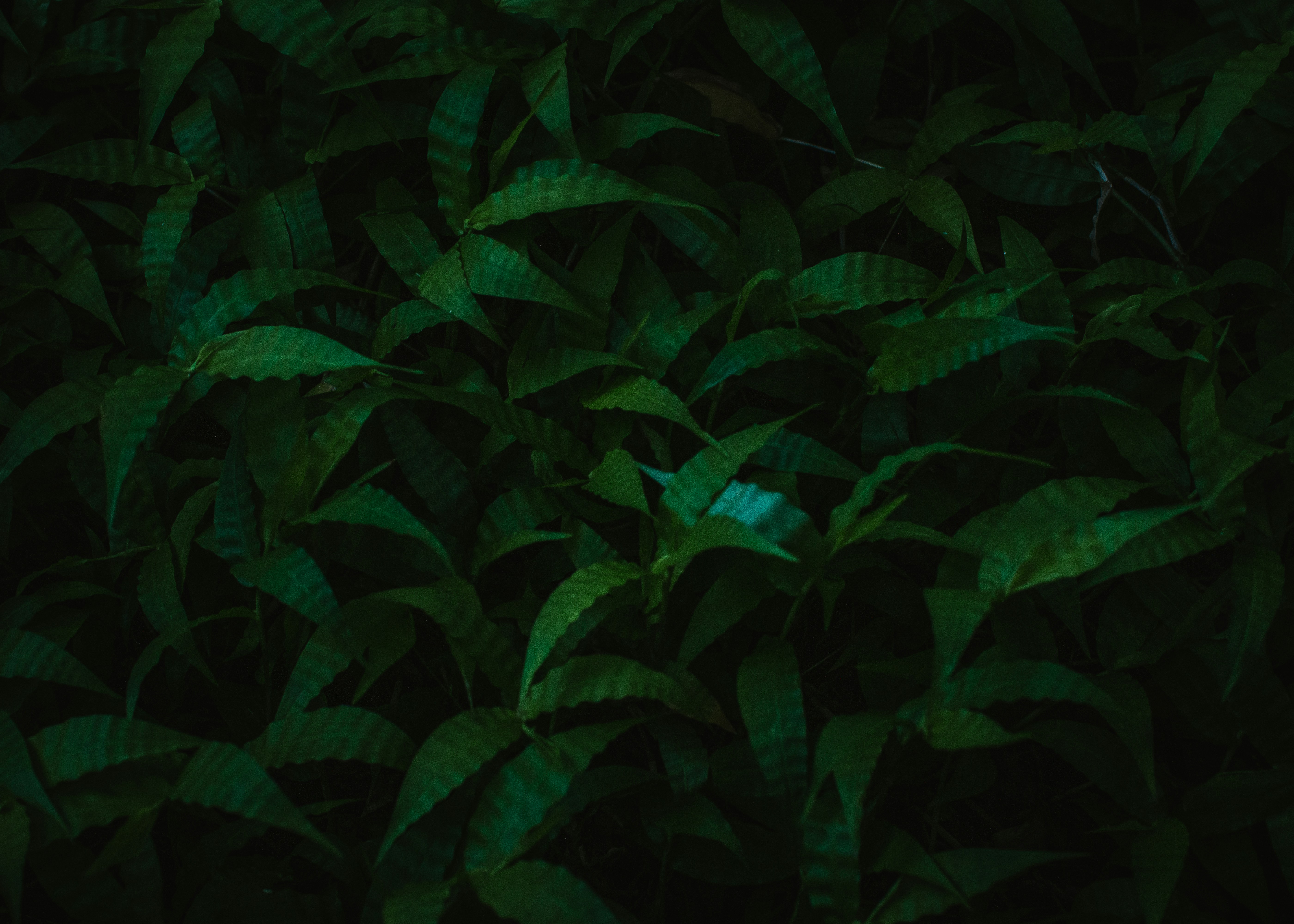 un primo piano di alcune foglie