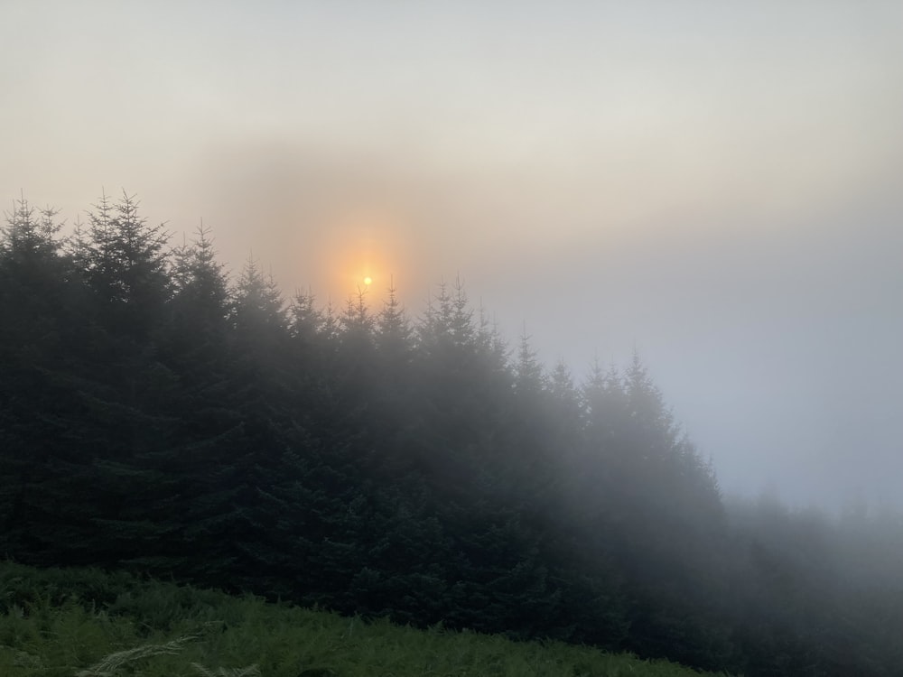 a foggy forest with the sun shining through the trees