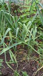 A garden bed filled with various leafy green plants, including tall stalks resembling leeks or onions. The soil is dark and appears cultivated, with scattered small stones and plant detritus. The foliage is vibrant and lush, suggesting a healthy, thriving garden environment.
