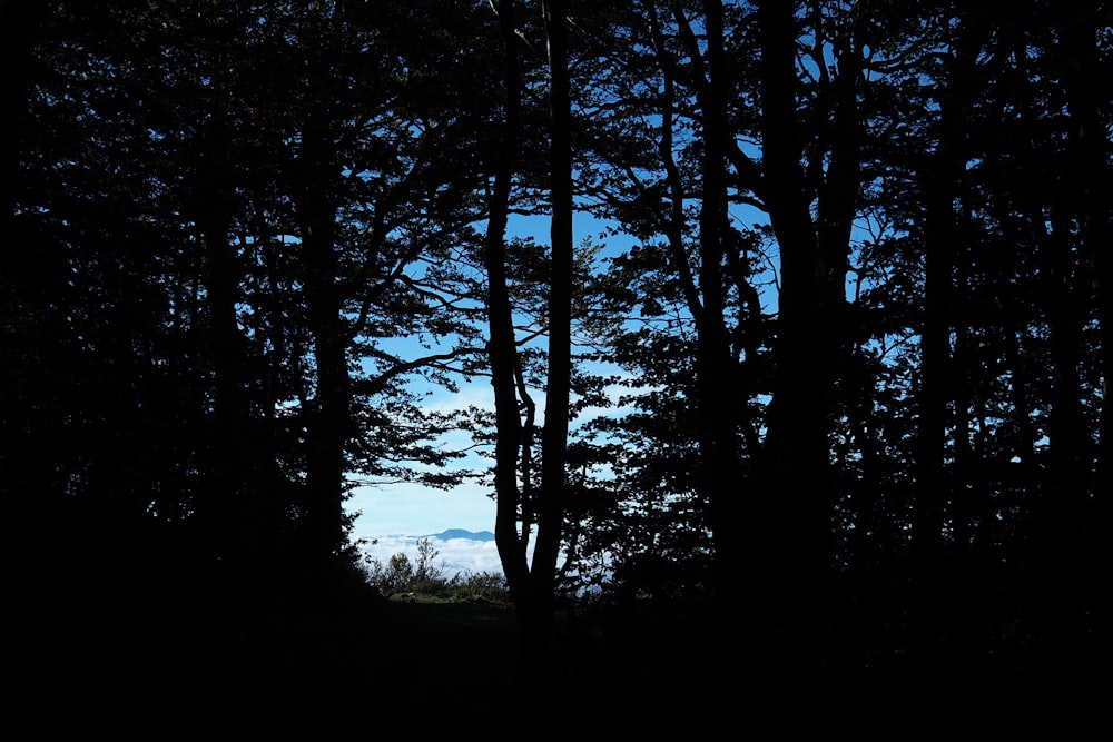 a forest at night