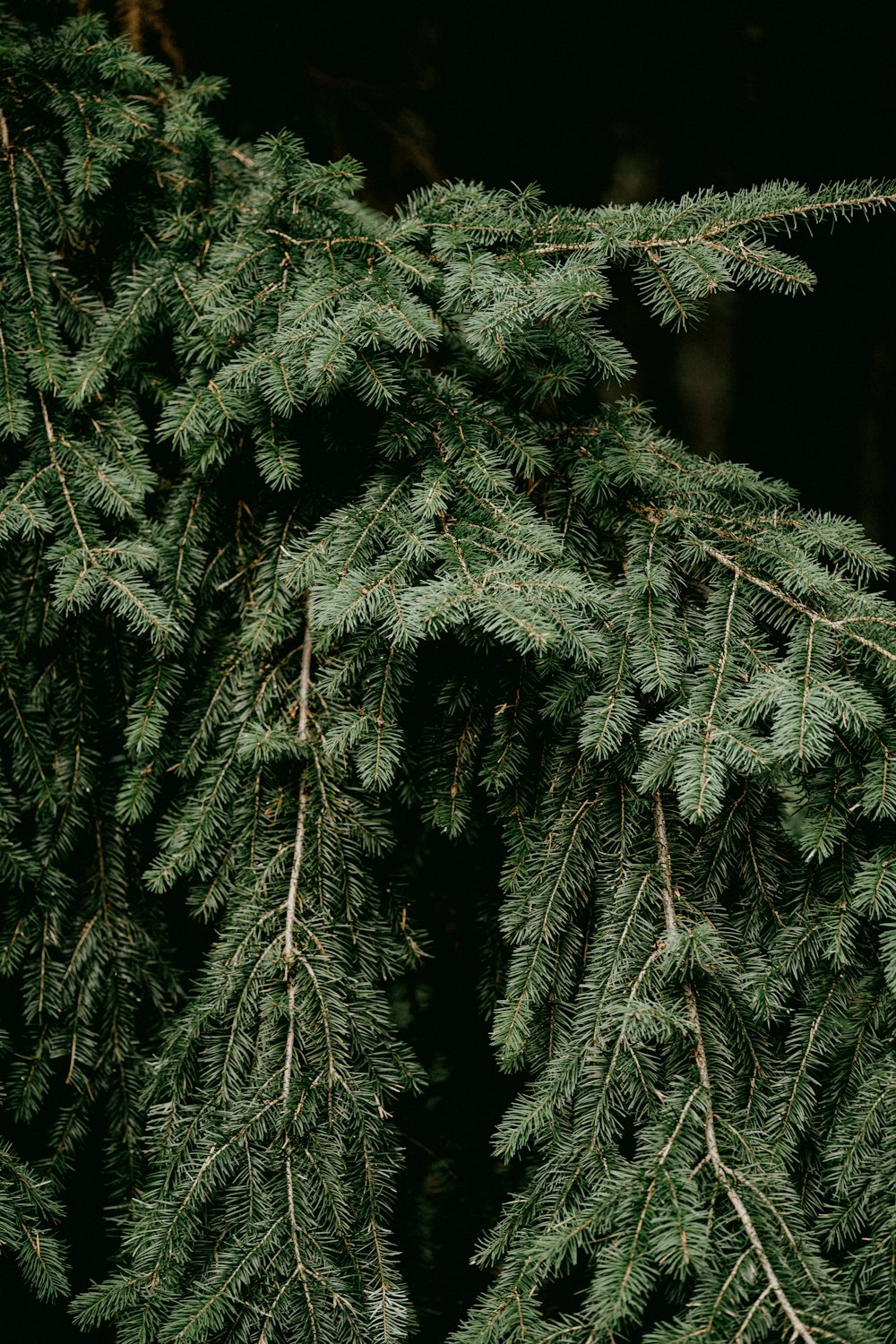 a group of trees with green leaves