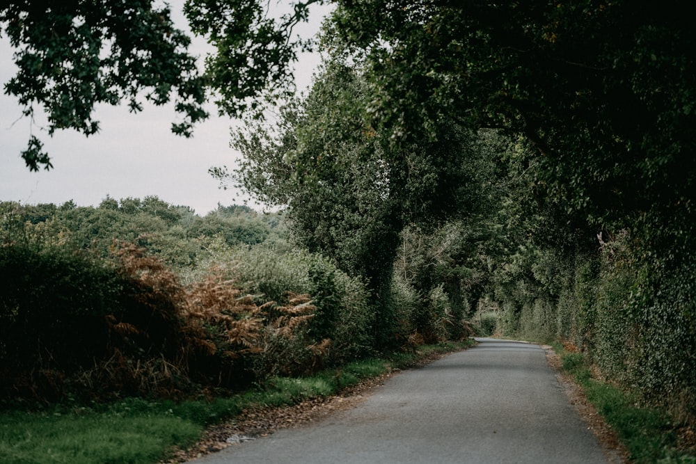 a road with trees on the side