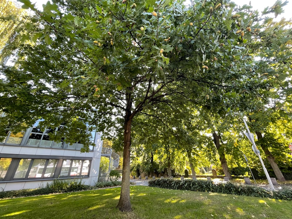 a tree in front of a building