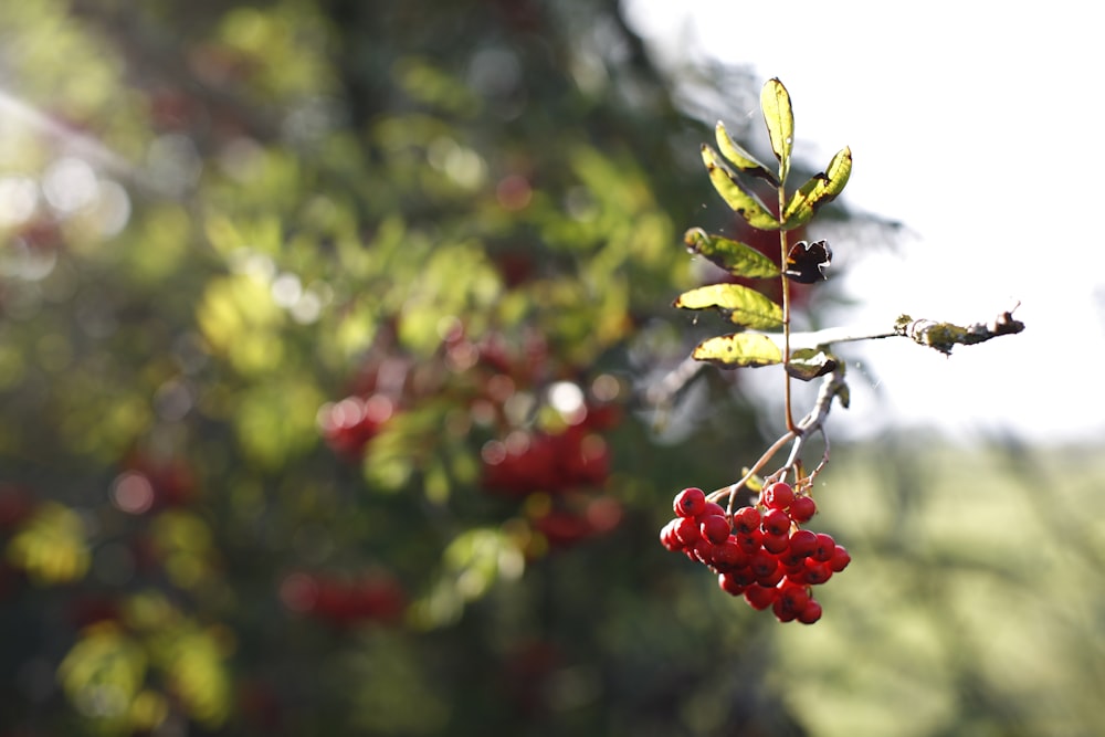 a close-up of some berries