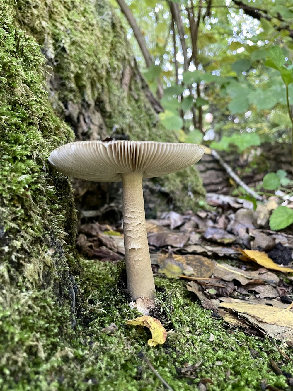 a mushroom growing in the woods