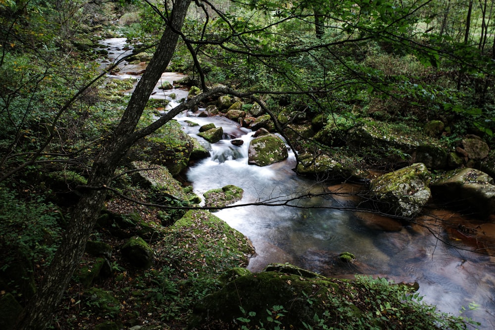 Ein kleiner Wasserfall in einem Wald