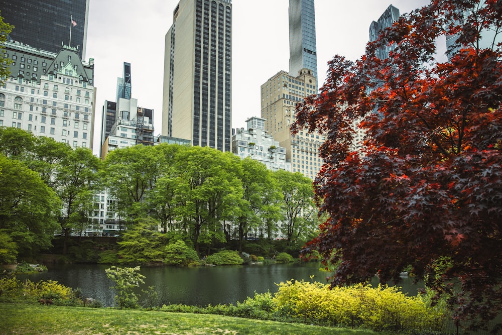 a body of water with trees and buildings around it