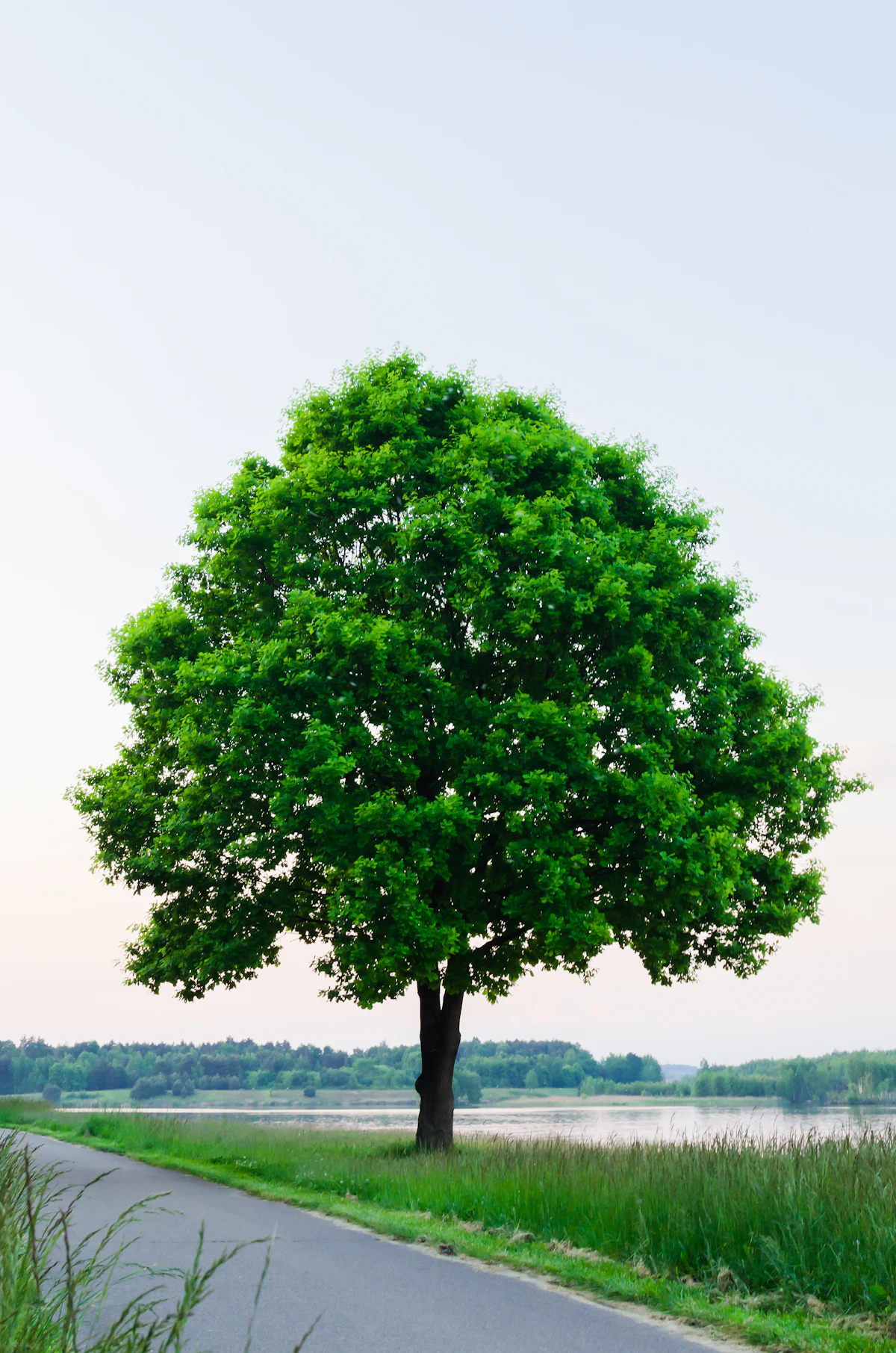 Arborist assessing a tree in a residential yard