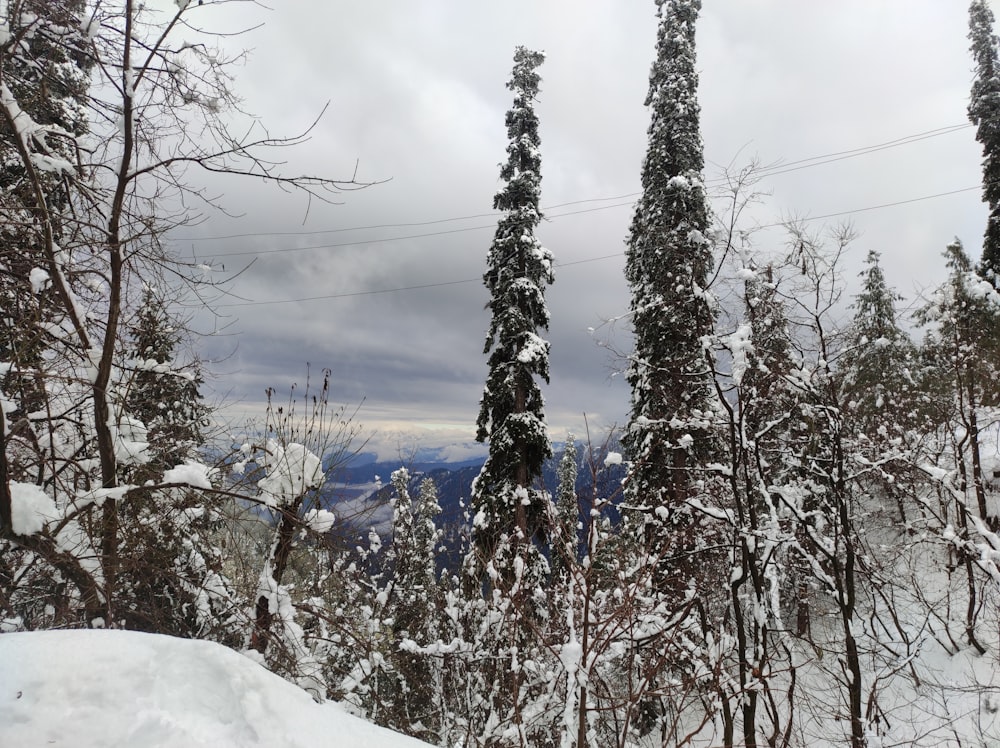 una foresta innevata con alberi