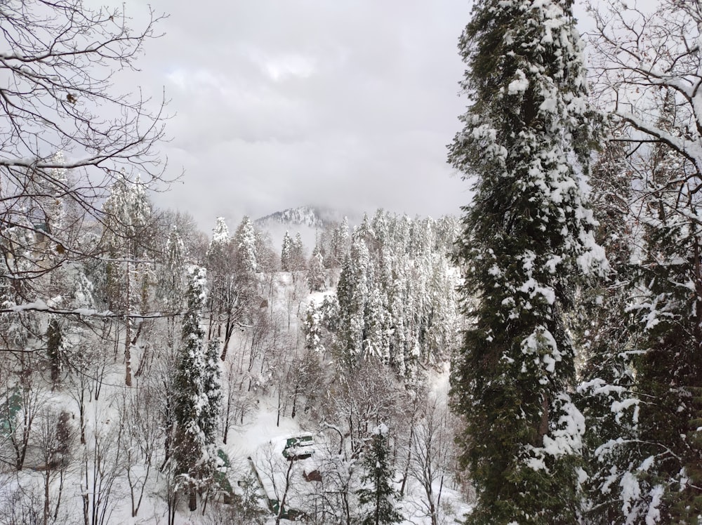 Ein verschneiter Wald mit Bäumen