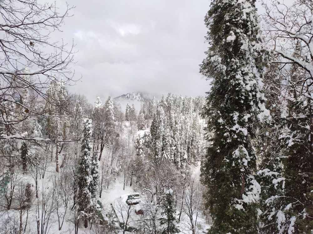 a snowy forest with trees