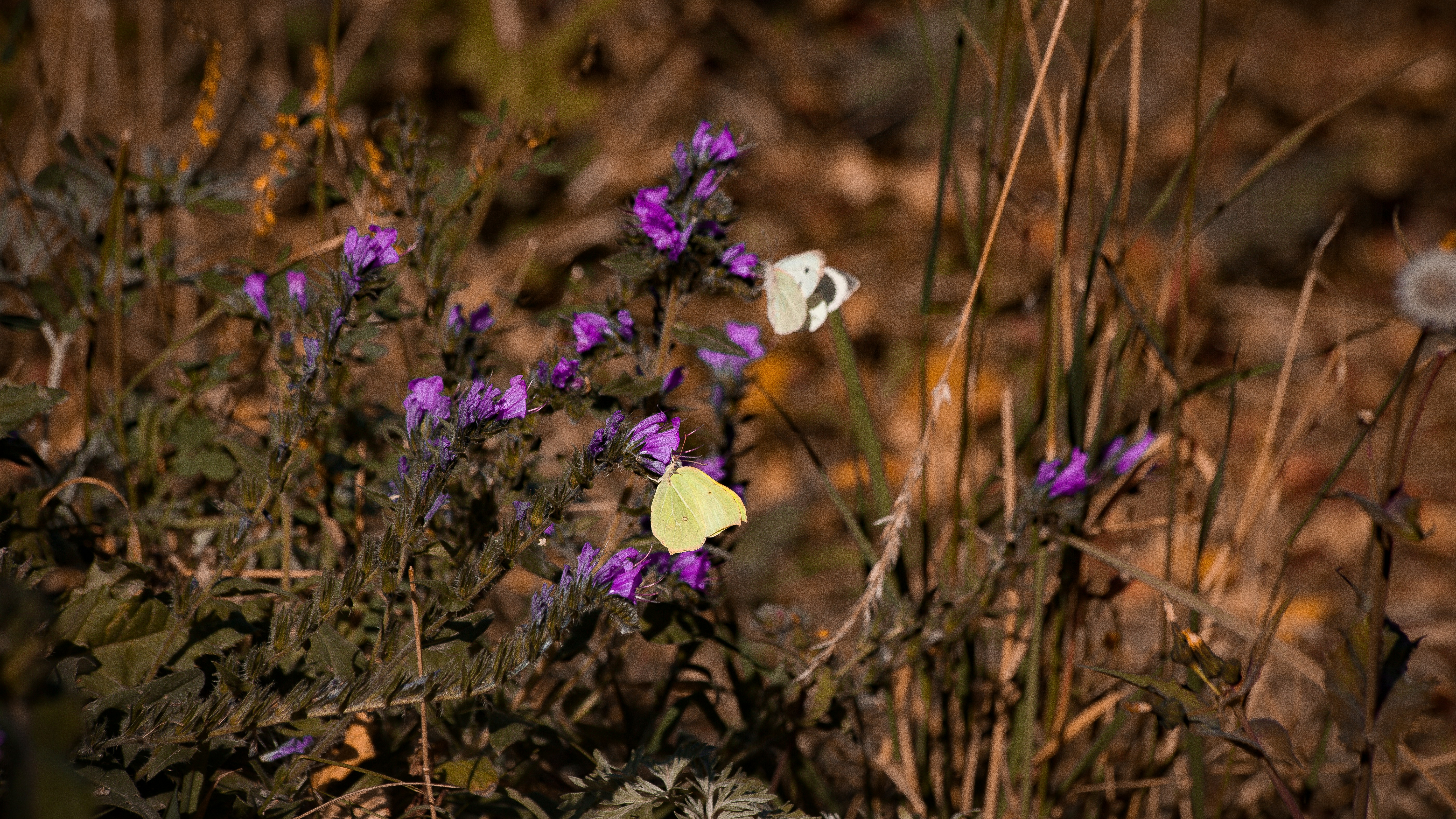 a butterfly on a flower