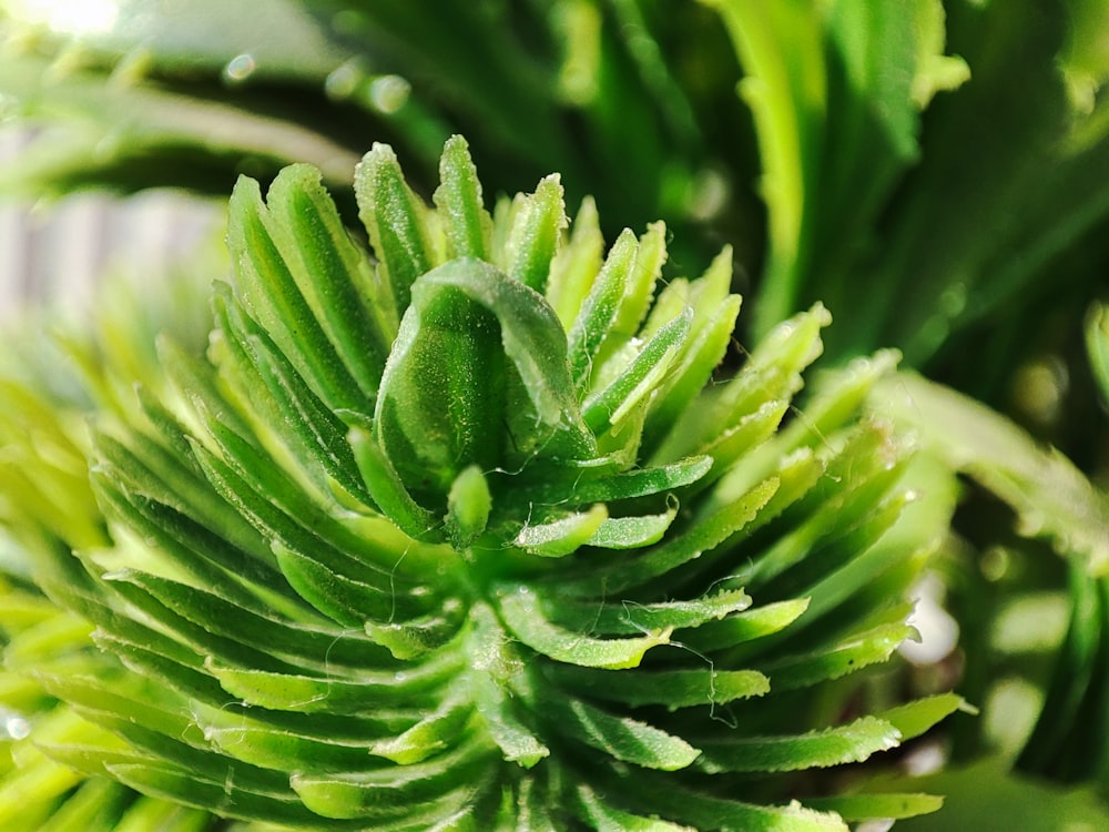 a close up of a plant