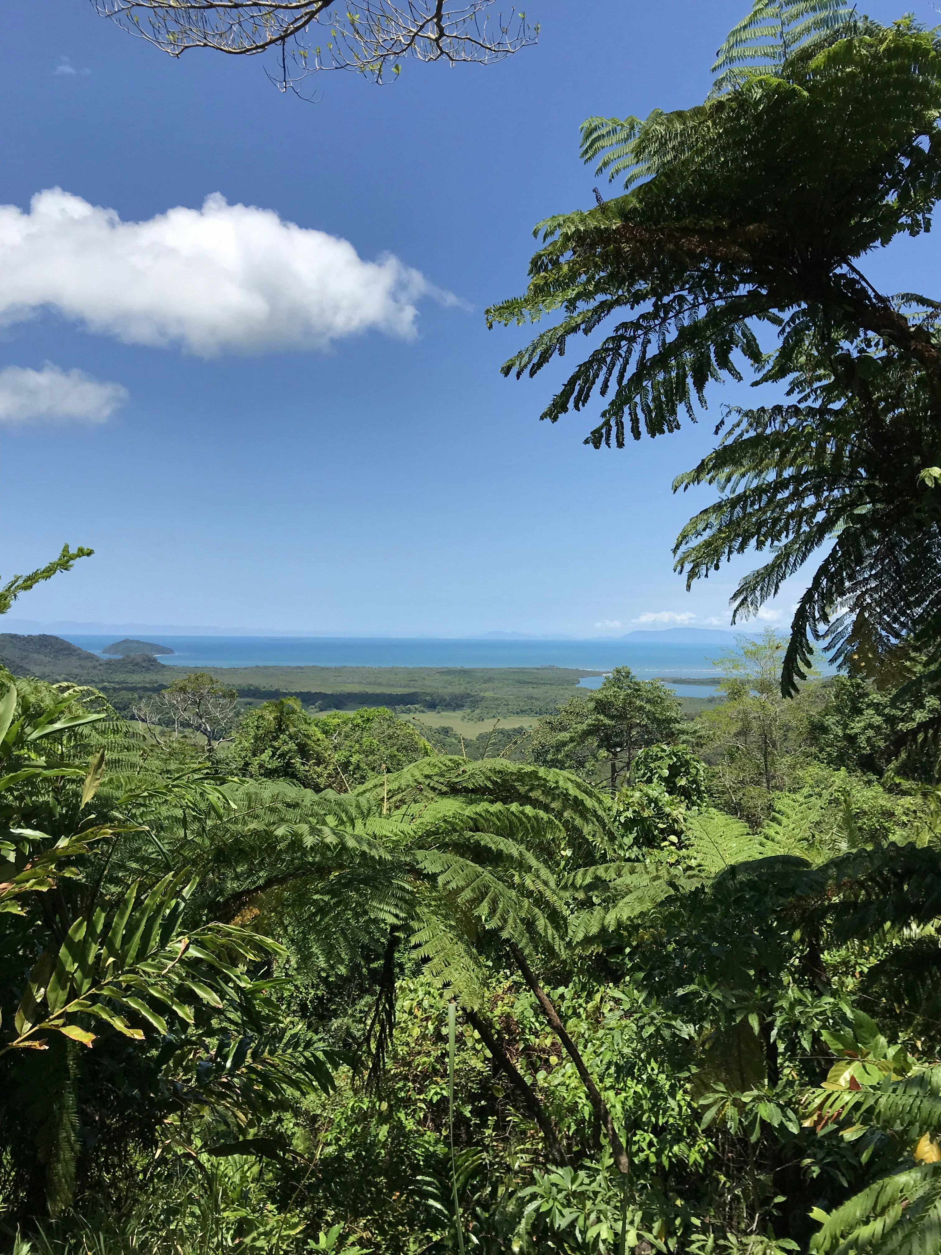 A view of a forest photo – Free Plant Image on Unsplash