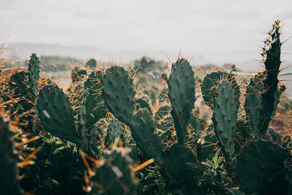 a field of plants