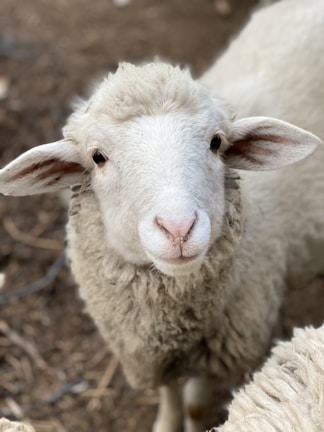 A close-up of a fluffy sheep with a gentle expression in a sunny pen