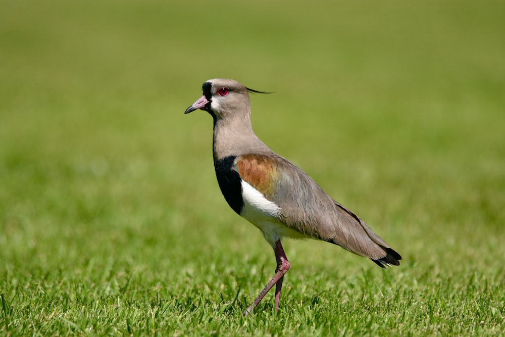 a bird standing on grass