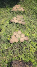 overgrown backyard pavers
