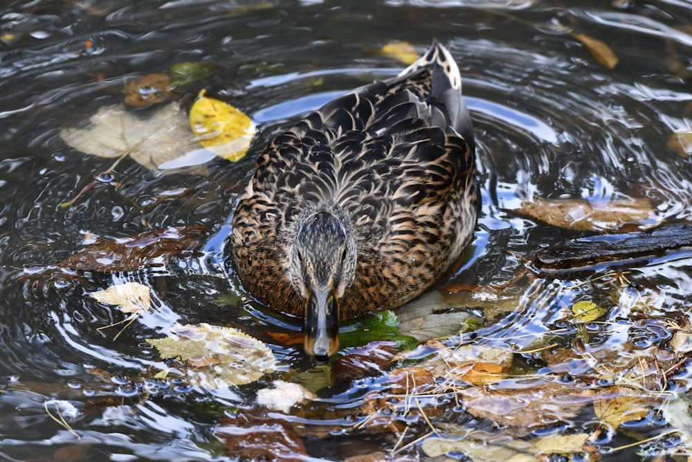 a duck in the water