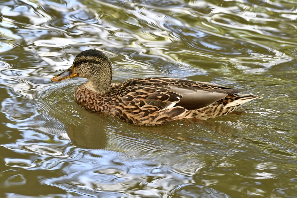 a duck swimming in water