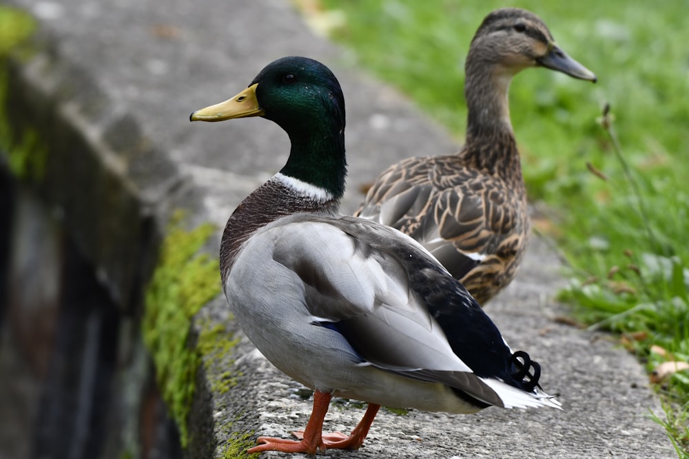 a couple of ducks on a rock