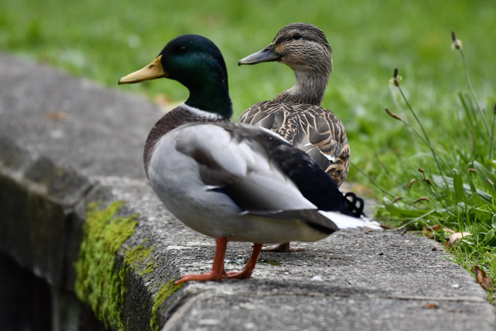 a group of ducks on a rock