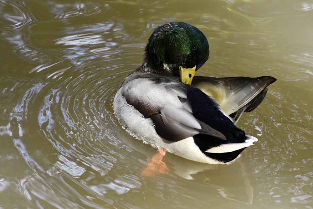 a duck in the water