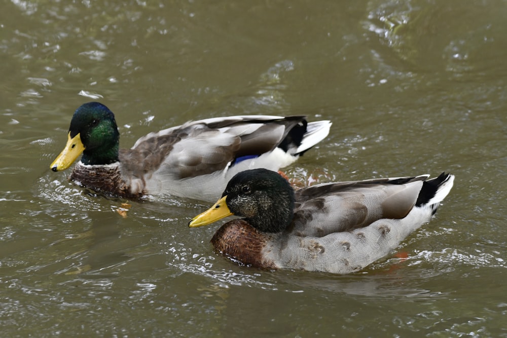 a couple of ducks swimming in water