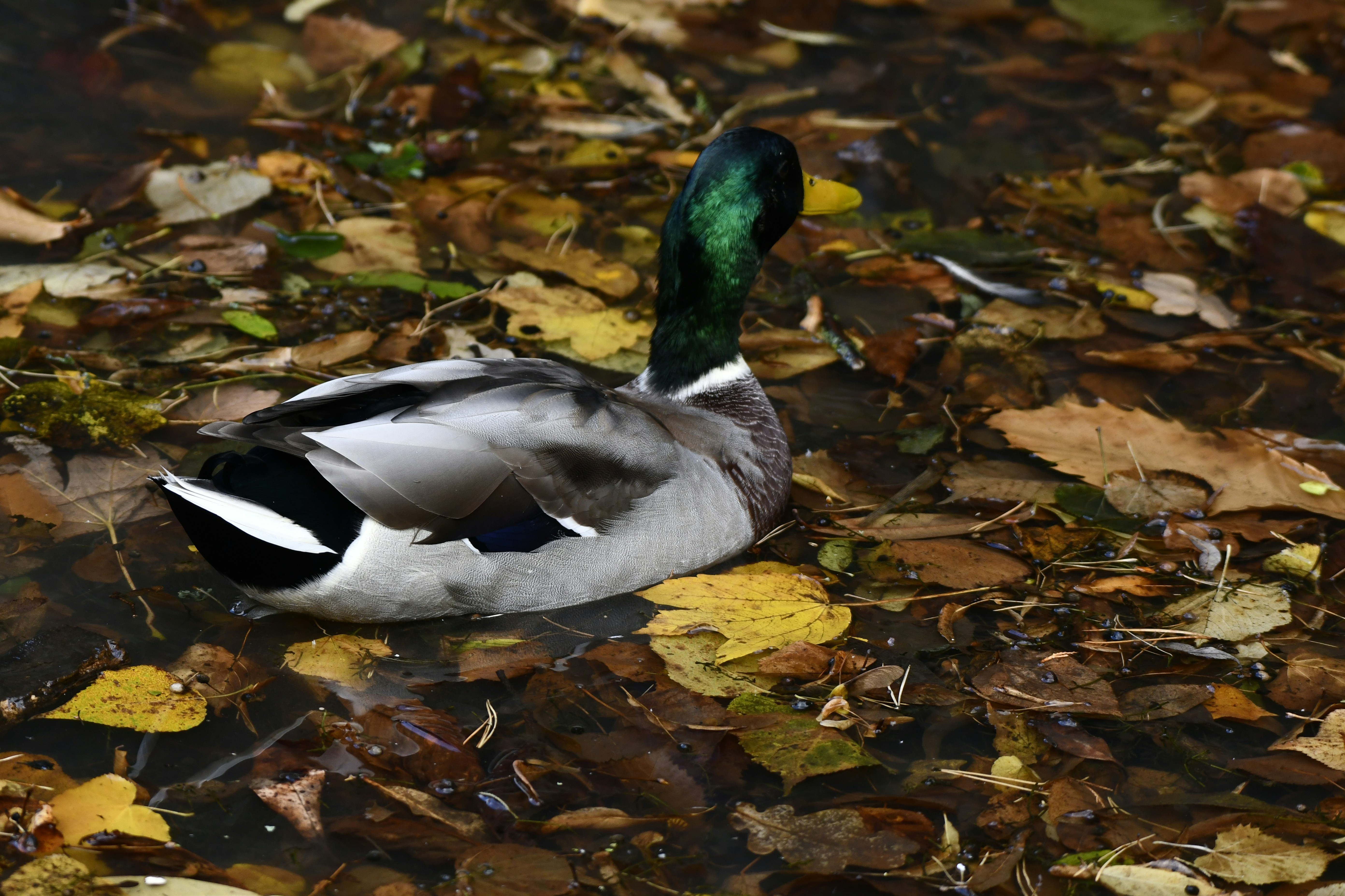 Photo by wrishi2004m