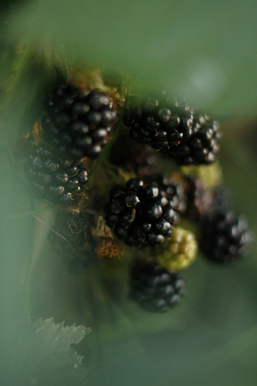 a close up of a black and yellow caterpillar