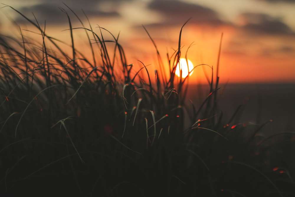 a field of grass with the sun setting in the background