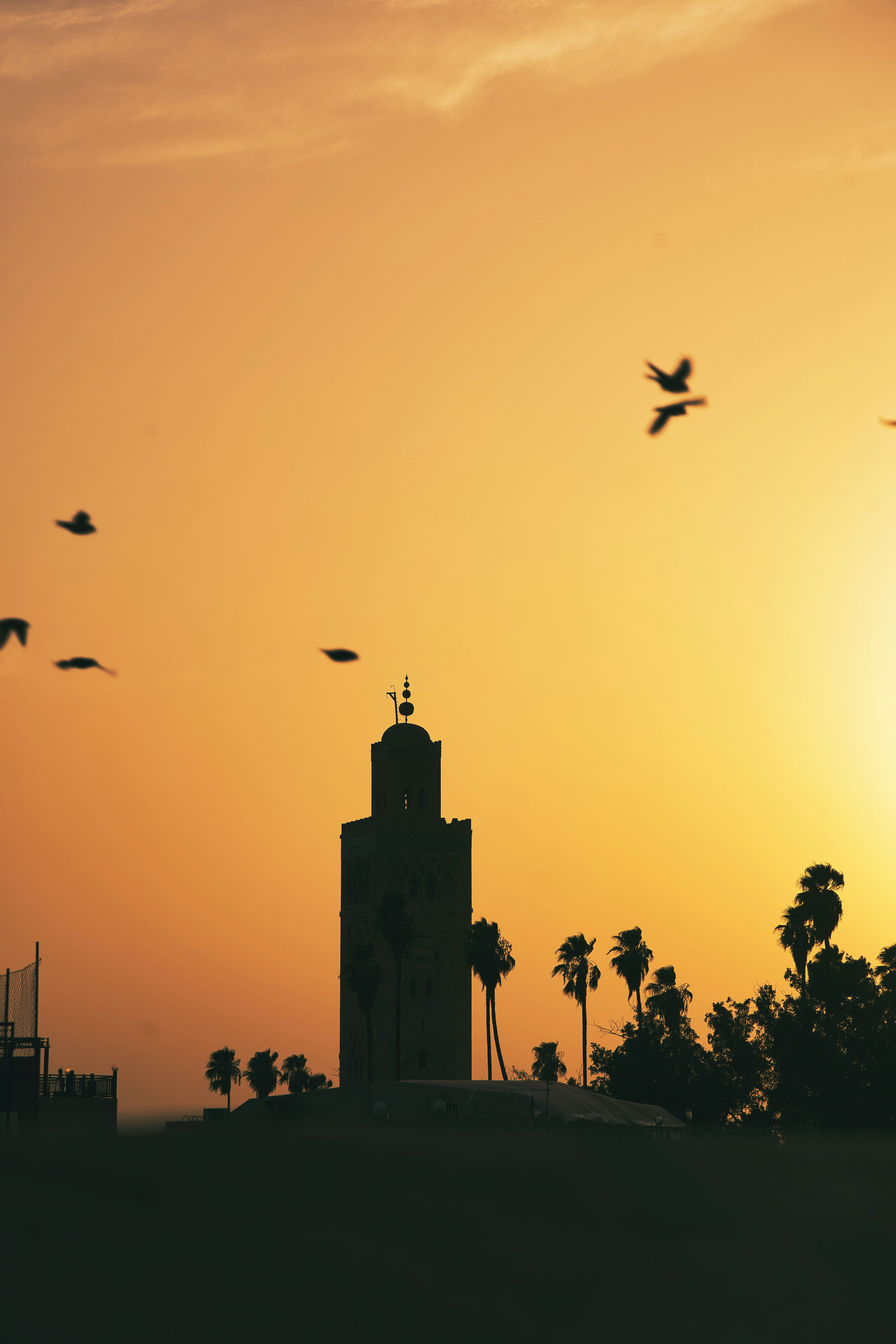 birds flying over a building