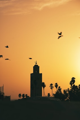 birds flying over a building