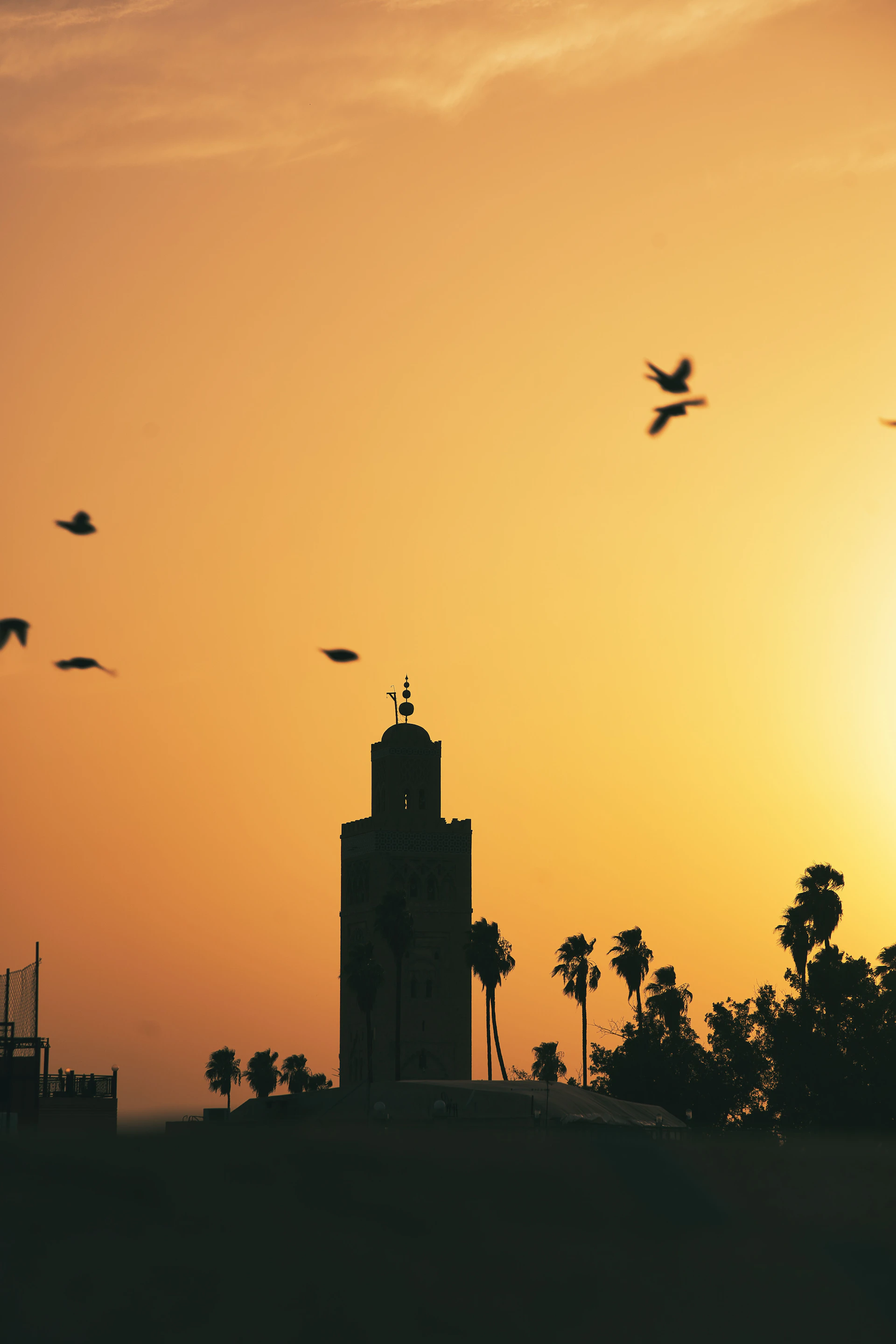 birds flying over a building