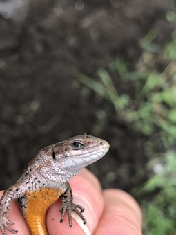 A small lizard with a scaly texture and a greyish-brown head and back is held gently in a person's hand. The lizard has an orange underside, prominent eyes, and stands out against a blurred background of soil and a hint of greenery.