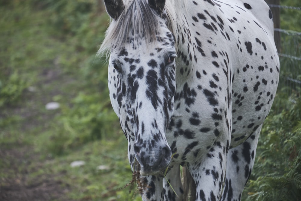 a zebra standing in a field