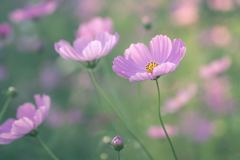 花のクローズアップ