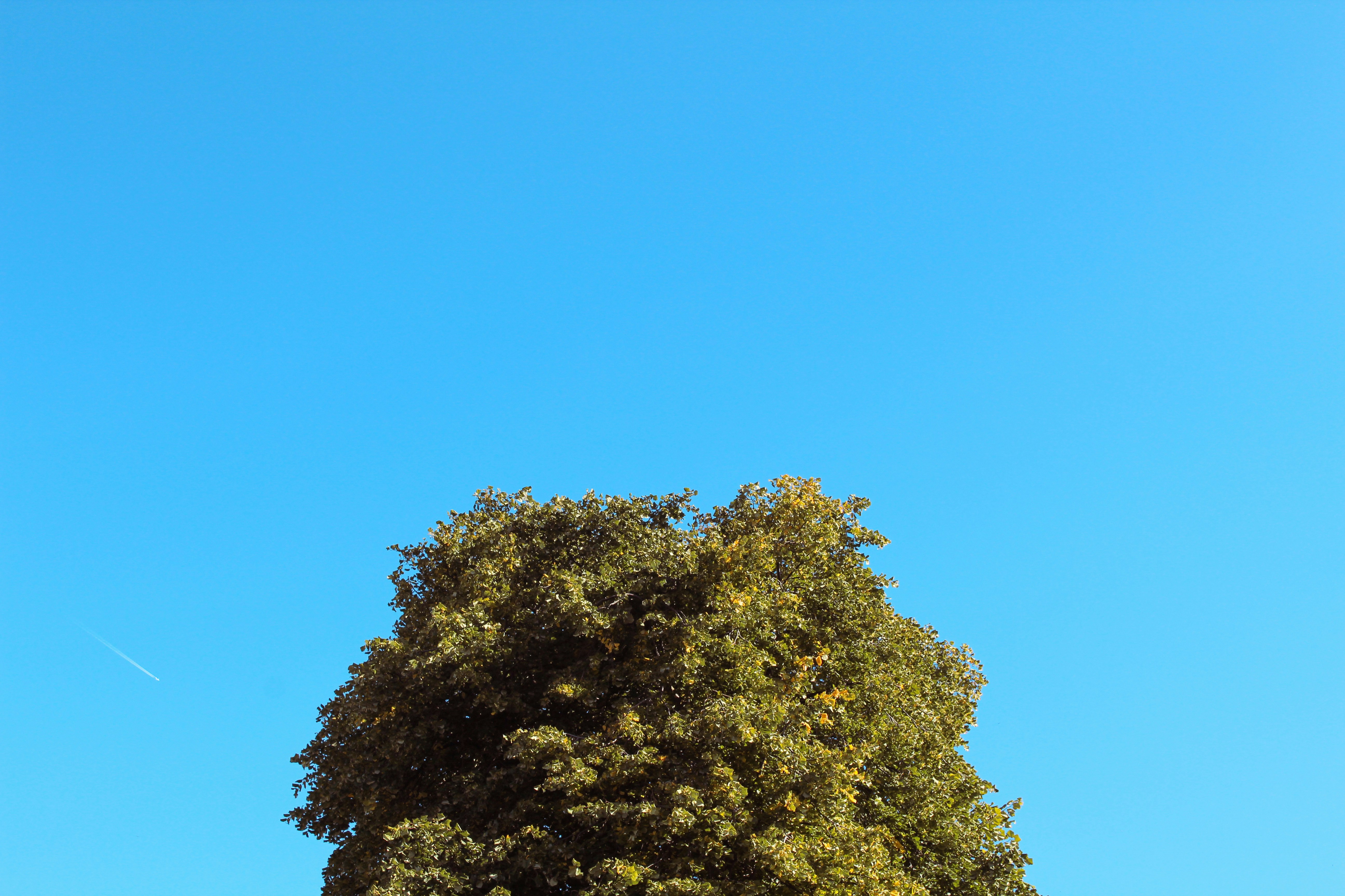 a tree with yellow leaves