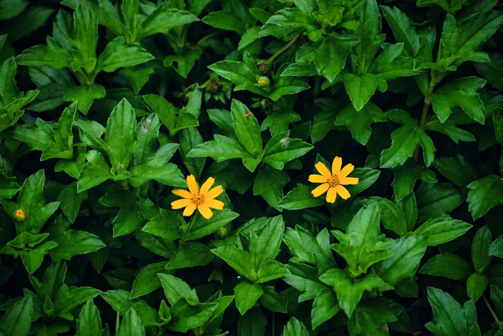 two yellow flowers on a bush