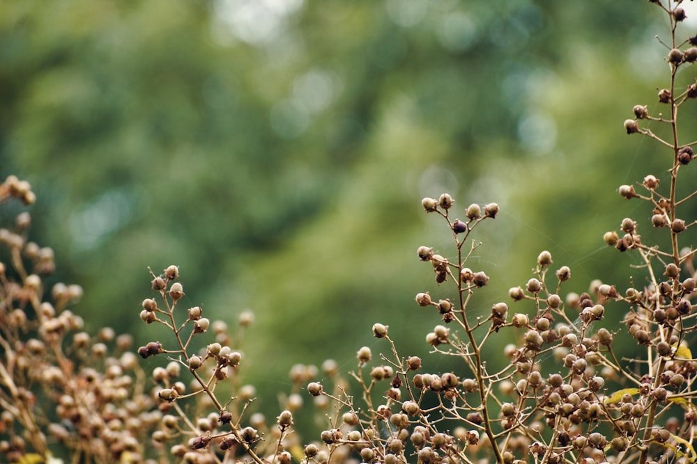 a close up of a plant