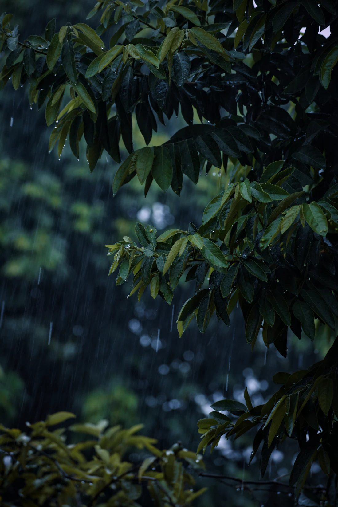 Rain falling on dark green leaves in a garden