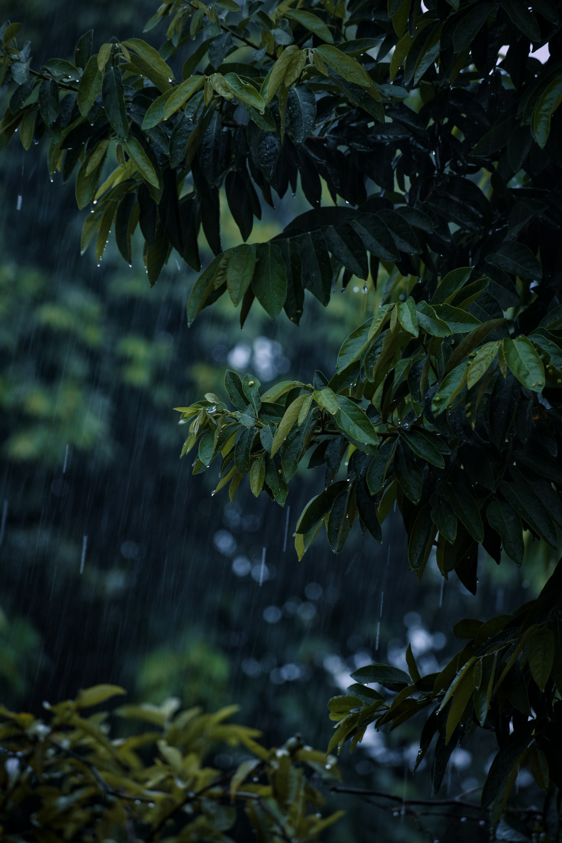 a tree with green leaves