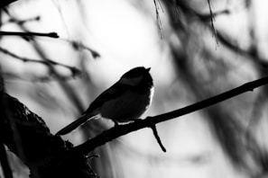 a bird sits on a branch