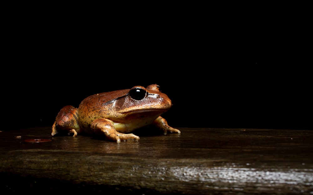a frog on a wood surface