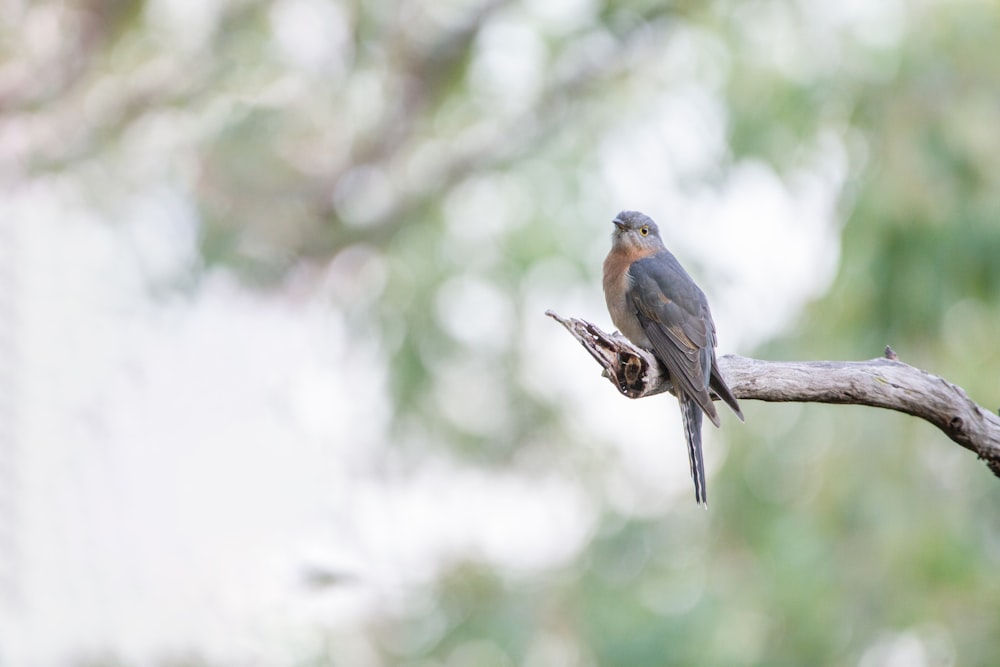 a bird sitting on a branch