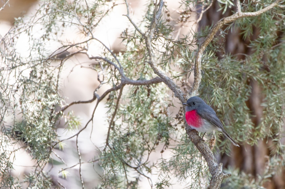 a bird perched on a tree branch